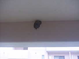 アパート外壁にツバメの巣
